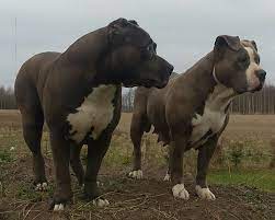 Blue tri pocket and/or micro bullies for sale. American Bully Xxl Abkc American Bully Klata Facebook