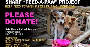 To connect with safe pet first aid and cpr instruction, log in or create an account. Safe Hands Animal Rescue Franschhoek People Will Do Everything Possible Even Endanger Themselves Or Others Not To Drive Over Or Hit A Brick Carton Box Rock Wooden Plank Etc