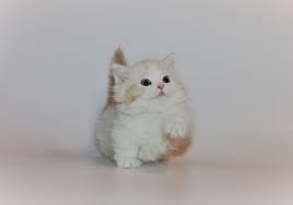 We have wide selection of exotic and popular kitten breeds for sale. Munchkin Kittens For Sale Munchkin Kittens For Sale Near Me