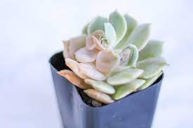 Sometimes succulents and cacti can be touchy, and when you've finally got one stable and growing, it's a scary proposition to rip it out of the pot and replant it. What S Wrong With My Succulent Learn To Diagnose And Resolve Common Succulent Problems Natalie Linda