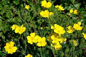 Image result for Pavetta gracillima