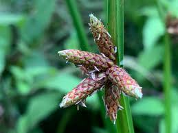 Image result for Schoenoplectiella mucronata