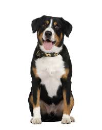 The muzzle is long, the eyes are dark and small, and the ears dropped. Entlebucher Sennenhund Rassebeschreibung Dogbible