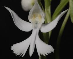 Image result for Habenaria macrandra