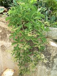 Image result for Cyphostemma spinosopilosum