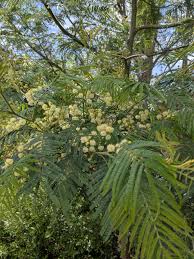 Image result for Acacia davyi