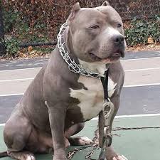 Monster Bully Dog Big Dogs Big Pitbull