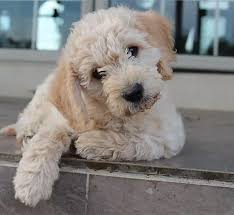 Ask questions and learn about goldendoodles at before buying a puppy it is important to understand the associated costs of owning a dog. Goldendoodle Niagara On Canada Goldendoodles Of Niagara