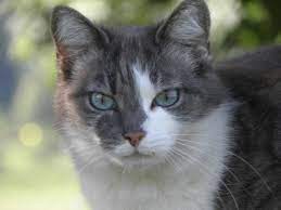 katzen