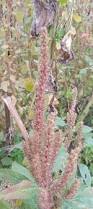 Image result for Amaranthus hybridus