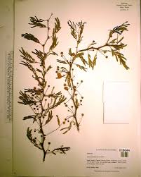 Image result for Vernonia nepetifolia