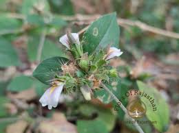 Image result for Blepharis maderaspatensis