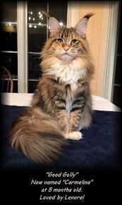 How To Keep A Maine Coon Cat Growth Chart For Maine Coon