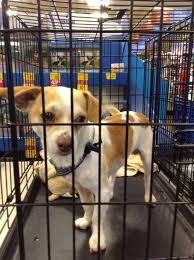 Puppyfinder.com is your source for finding an ideal puppy for sale in connecticut, usa area. Free Pet Adoption At Hayward Animal Shelter Small License Fee For Dogs May Apply Castro Valley Ca Patch