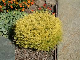Pink flowers appear in late winter. Coleonema Pulchellum Sunset Gold Golden Breath Of Heaven Plantmaster