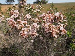 Image result for Tetragonia calycina