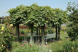 These ornate patterned trees are vineyards often use a horizontal cordon to train the grapes to, creating many short walls of vines. Growing Grapes In The Home Fruit Planting Ohioline