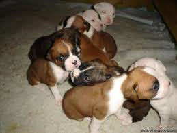 Health tested & cleared breedings, we breed for health, conformation & temperment, show quality boxers. Akc Boxer Puppies Price 250 00 For Sale In New Bern North Carolina Best Pets Online