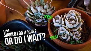 Do not expect really young plants to start pupping. 95 Want To Separate The Pups Here S When You Should Do It Youtube