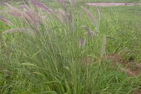 Image result for Cenchrus unisetus