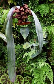 Image result for Bulbophyllum prorepens