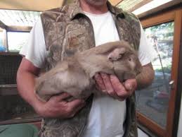 Da die babys nach ihrer geburt bereits vollkommen entwickelt ist, ist bei meerschweinchen auch die tragzeit etwas länger als bei anderen tieren, die nackt und blind auf die welt kommen. Cuy Info