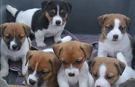 Jack Russell Puppies Jack Russell Puppies Jack Russell Jack Russell Terrier Puppies