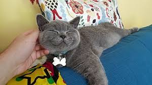 Blue in colour very soft fur. British Shorthair Wikipedia