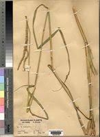 Image result for Setaria incrassata