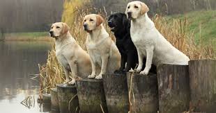 Lesson In Duck School Sergey Ryumin Dogs Labrador Retriever Dog Lovers