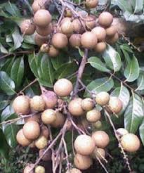Tanaman Kelengkeng Itoh Tanaman Taman Buah Buah