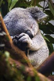 Sleeping Koala Baby Animals Cute Animals Cute Baby Animals