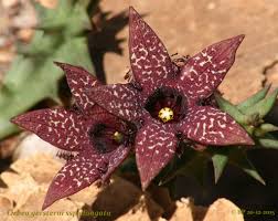 Image result for Orbea longidens