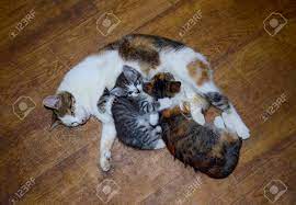 According to the humane society, only one in about three thousand calico cats is male. Calico Cat Feeding Kitten Milk Breast Feeding Kittens Cat Suck Stock Photo Picture And Royalty Free Image Image 68608526
