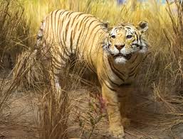 1602 the duke of biron is executed in paris for Internationaler Tag Des Tigers International Tiger Day 29 Juli
