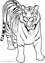 By best coloring pagesaugust 1st 2013. Growling Tiger Color Page Zoo Animal Coloring Pages Animal Coloring Pages Tiger Drawing For Kids