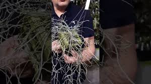 Image result for Microcoelia exilis