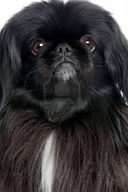 Any combination of these can produce a black and white pekingese. 130 Pekingese Dogs Ideas Pekingese Dogs Pekingese Dogs