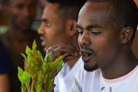 It is a leaf which is chewed over a number of hours. In Ethiopia A Rehab Centre Takes On Khat Addiction