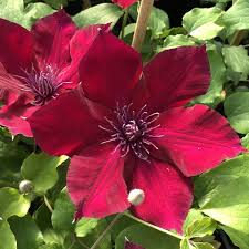 Image result for Clematis commutata