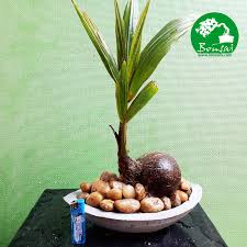 See more ideas about bonsai, bonsai tree, bonsai plants. Coco Bonsai Coconut Bonsai For Sale In Sri Lanka