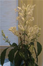 Image result for Whitfieldia brazzae