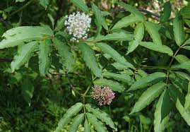 Image result for Araliaceae