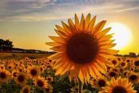 Sunflower, genus of nearly 70 species of herbaceous plants of the aster family. Happy News For 2020 Wisconsin Farmer Plants 2 Million Sunflowers