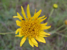 Image result for Berkheya setifera