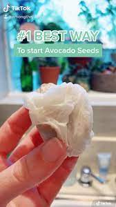 1 Best Way To Start Avocado Seeds Video Avocado Plant Avocado Plant From Seed Avocado