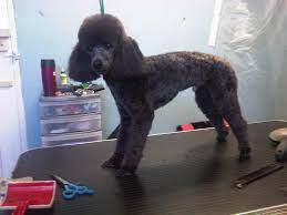 Maybe you would like to learn more about one of these? Notice The Very Shaved Face And Feet Thats Called A Clean Face And Feet The Afro Is Called A Topknot You Can Shave That As The Same Lengt Poodle Animals Dogs