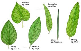 Image result for Plants With Simple Leaf