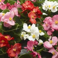 Image result for Begonia bequaertii