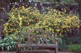 Image result for Kerria japonica